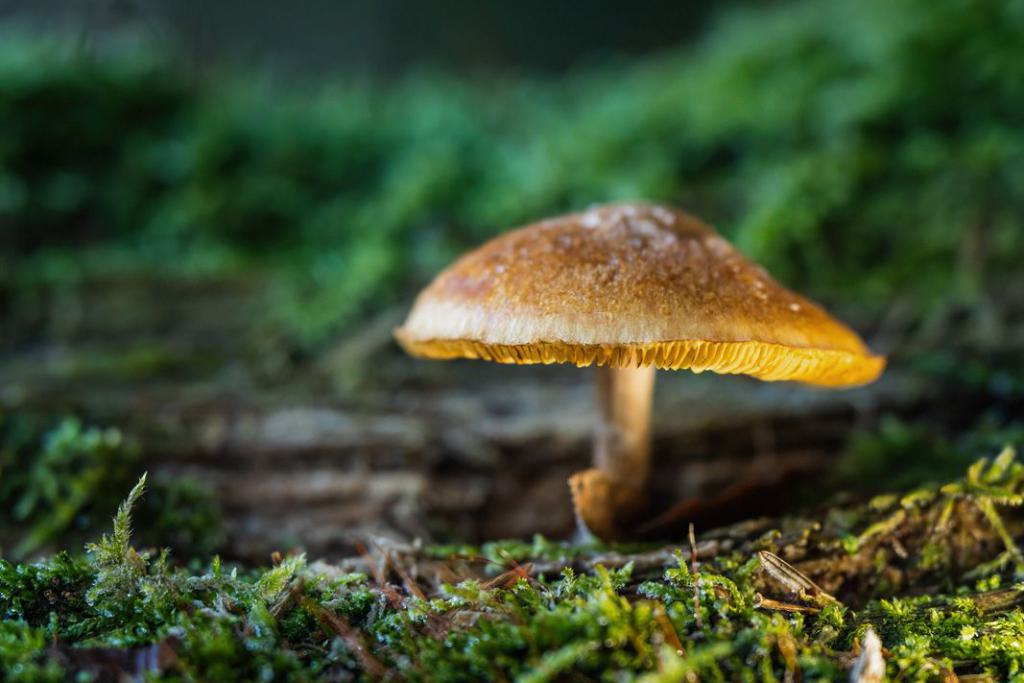 einsamer-pilz-im-moos