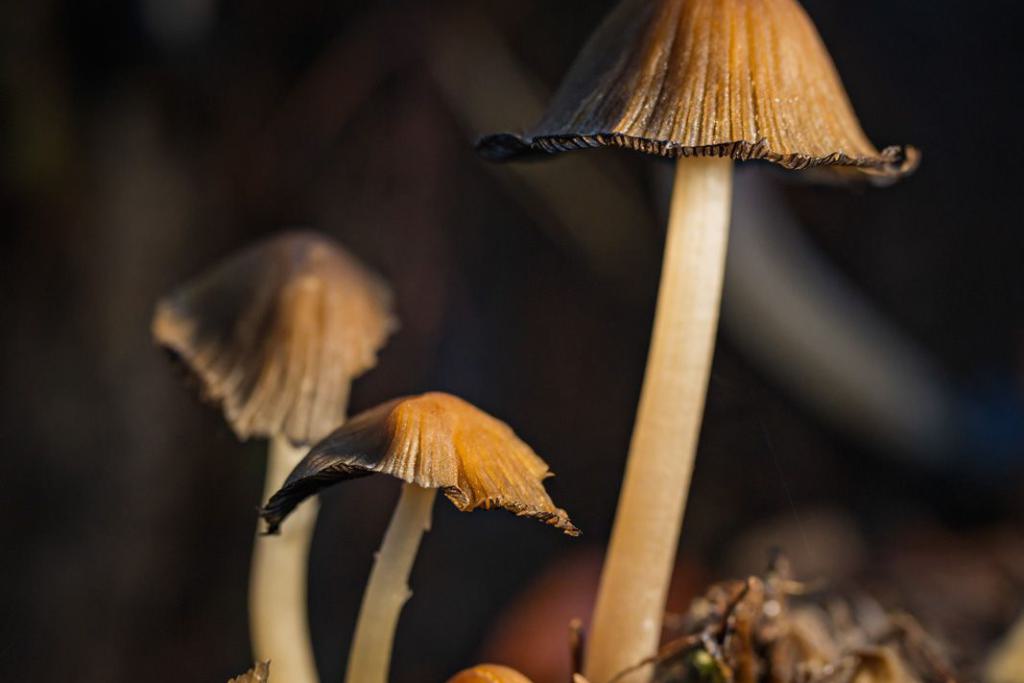 pilzfamilie-auf-altem-baumstamm