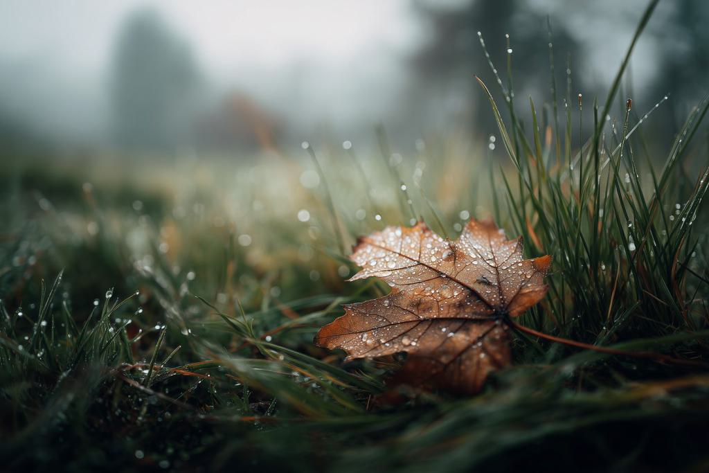 web_blatt_im_morgentau